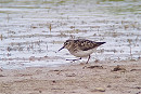 Least Sandpiper - Paul French. July at Spurn over the years has seen some great rare Waders in the area noteably our 1st Least Sandpiper, 3 Greater Sandplovers, 2 Pacific Golden Plovers, several White-rumped Sandpipers, 2 Buff-breasted Sandpipers, Semi-palmated Sandpiper and Long-billed Dowitcher among others.