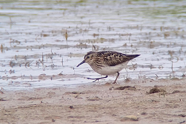 Least Sandpiper - Paul French. July at Spurn over the years has seen some great rare Waders in the area noteably our 1st Least Sandpiper, 3 Greater Sandplovers, 2 Pacific Golden Plovers, several White-rumped Sandpipers, 2 Buff-breasted Sandpipers, Semi-palmated Sandpiper and Long-billed Dowitcher among others.