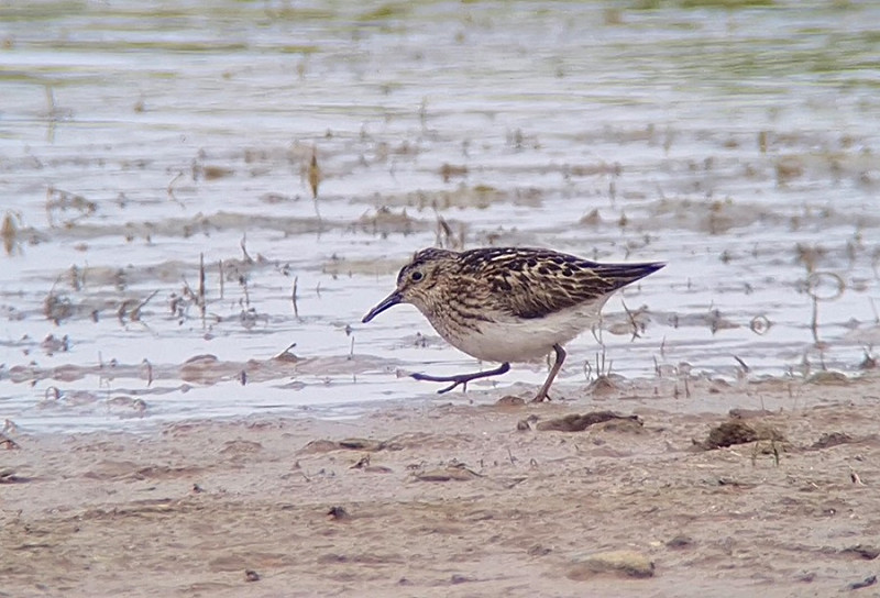 Least Sandpiper - Paul French. July at Spurn over the years has seen some great rare Waders in the area noteably our 1st Least Sandpiper, 3 Greater Sandplovers, 2 Pacific Golden Plovers, several White-rumped Sandpipers, 2 Buff-breasted Sandpipers, Semi-palmated Sandpiper and Long-billed Dowitcher among others.