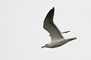 Lesser Black-backed Gull - Harry Appleyard.