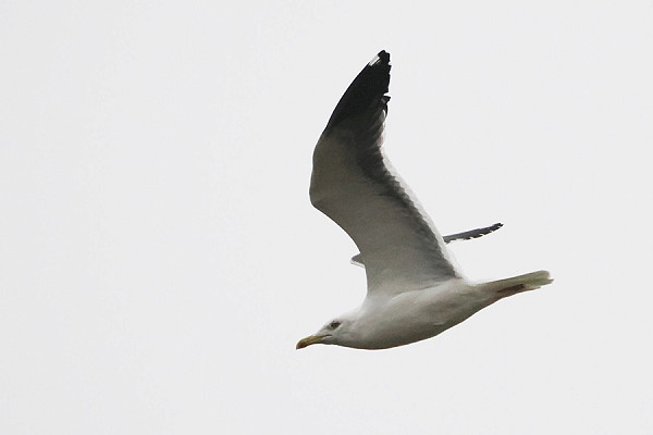 Lesser Black-backed Gull - Harry Appleyard.