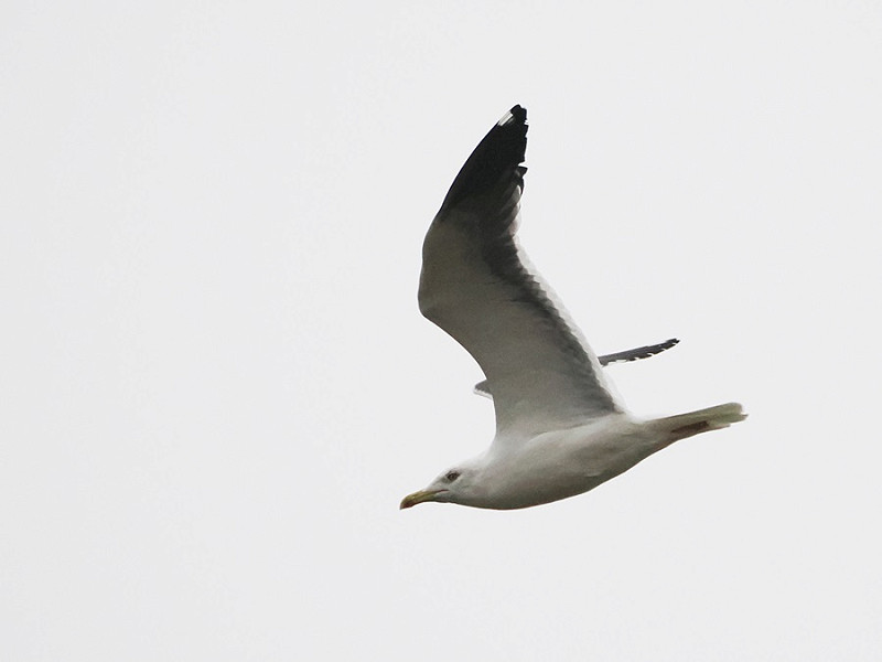 Lesser Black-backed Gull - Harry Appleyard.