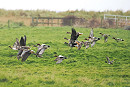 Lesser White-fronted Geese with Wigeon - Harry Appleyard.