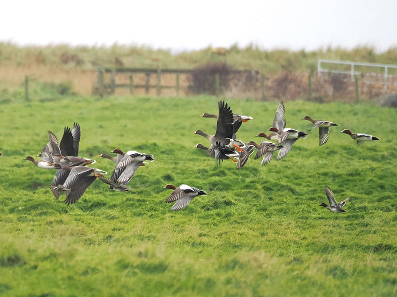 Lesser White-fronted Geese with Wigeon - Harry Appleyard.