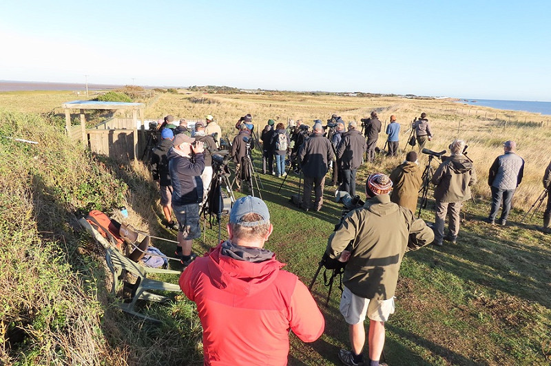 Counting over 9,500 Meadow Pipits at the warren - Levi Gravett.