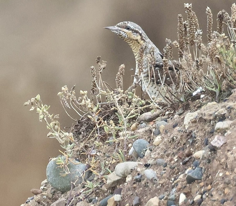 Wryneck - Lewis Burgess.