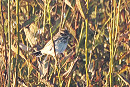 Little Bunting - Harry Appleyard.