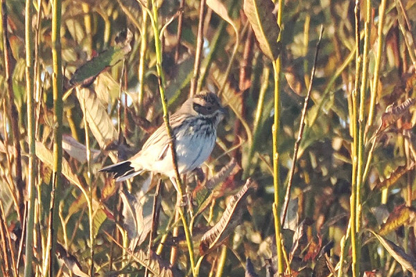 Little Bunting - Harry Appleyard.