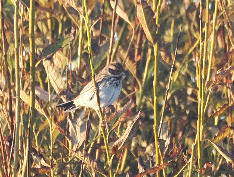 Little Bunting - Harry Appleyard.