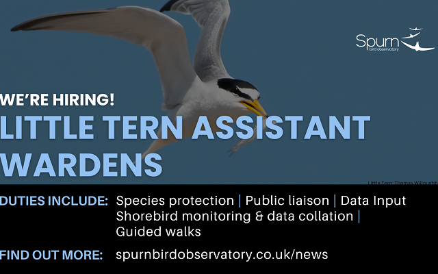 We're hiring 2 seasonal Little Tern Assistant Wardens to join the team in 2026