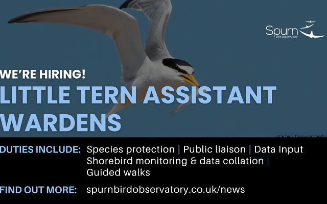 We're hiring 2 seasonal Little Tern Assistant Wardens to join the team in 2025.