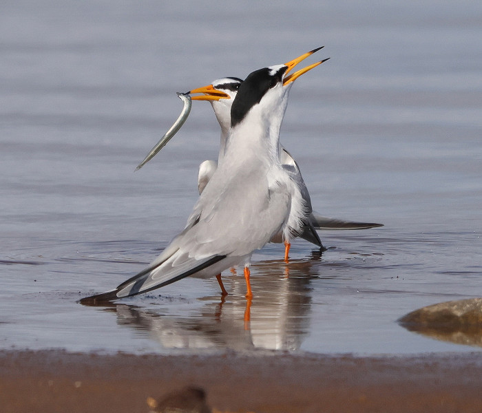 Little Terns - Tate Lloyd