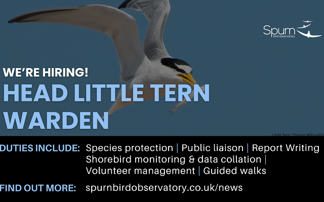 We're hiring - Head Little Tern Warden