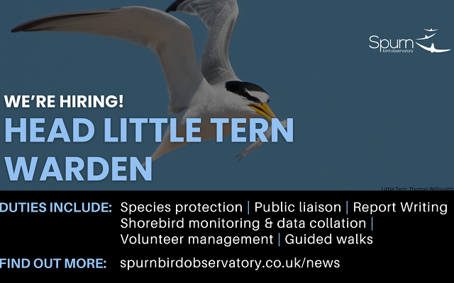 We're recruiting for a Seasonal Little Tern Head Warden