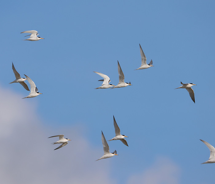 Little Terns - Tate Lloyd