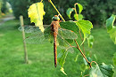 Green-eyed Hawker (Norfolk Hawker) - Lance Degnan.  The fourth record but the first record found outside of a Heligoland trap.