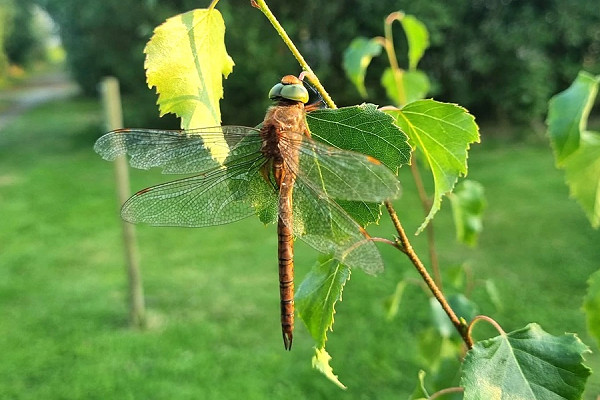 Green-eyed Hawker (Norfolk Hawker) - Lance Degnan.  The fourth record but the first record found outside of a Heligoland trap.