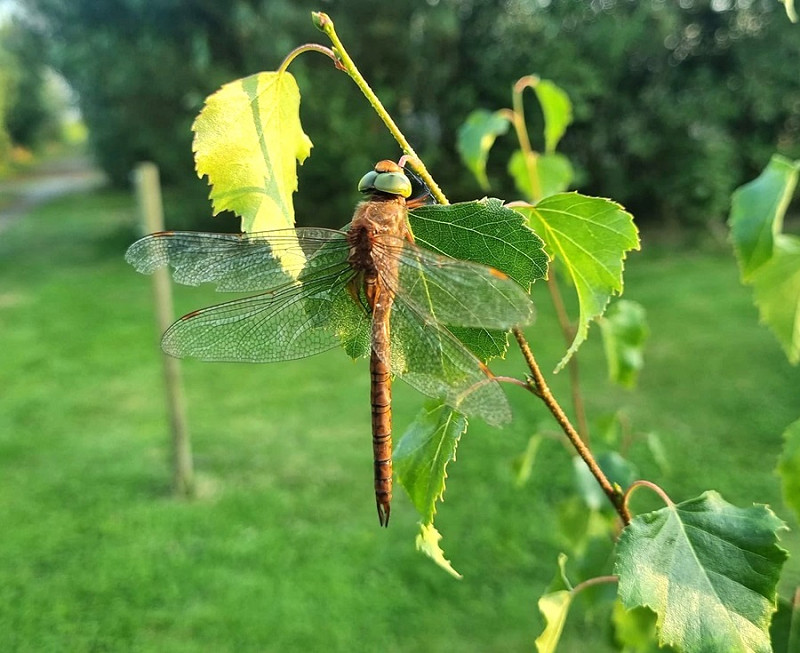 Norfolk Hawker - Lance Degnan