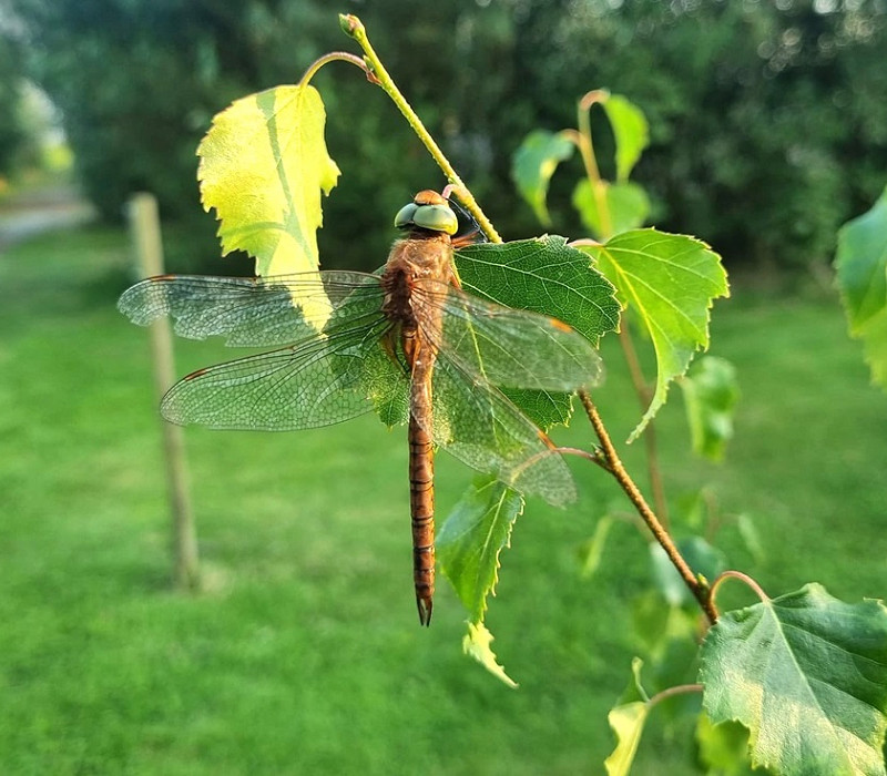 Green-eyed Hawker (Norfolk Hawker) - Lance Degnan.  The fourth record but the first record found outside of a Heligoland trap.