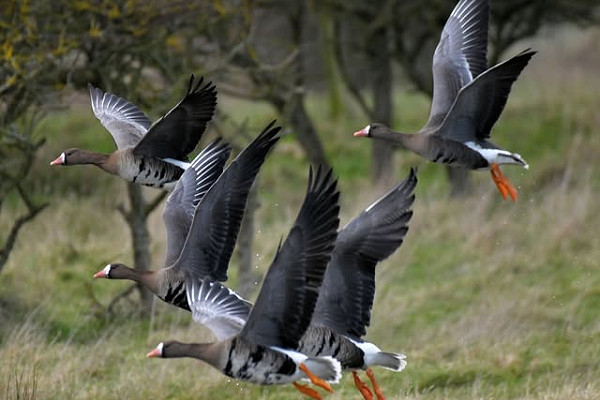 White-fronted Geese - Lawrence Middleton.