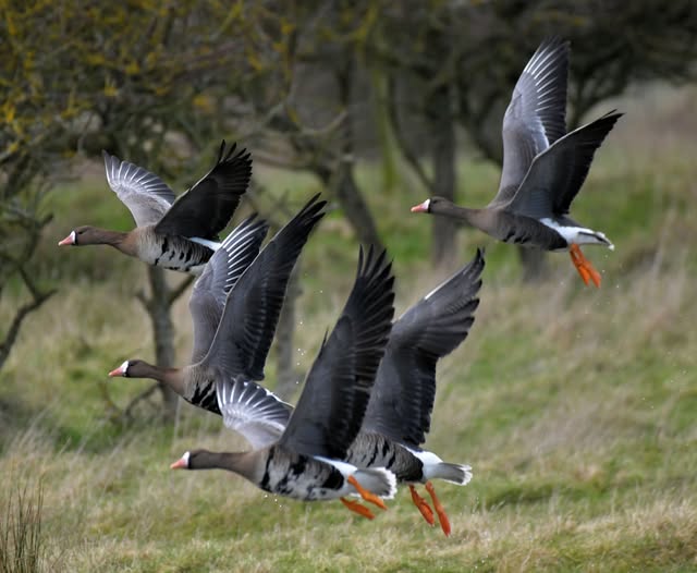 White-fronted Geese - Lawrence Middleton.