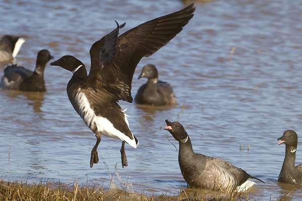 Bird sightings Saturday, 11 April 2026