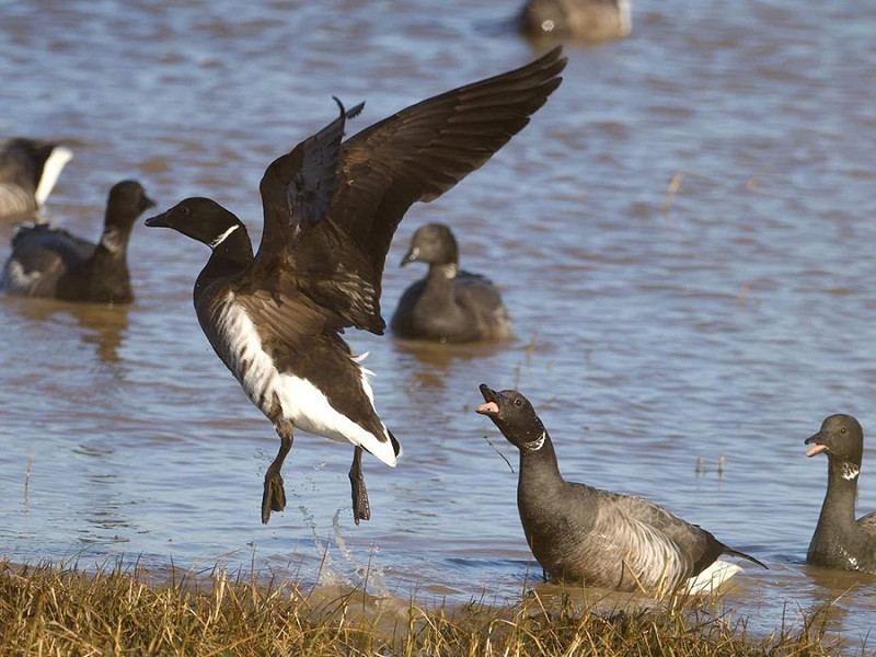 Black Brent with Brents - Luke Stoppard.