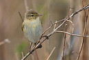 Chiffchaff - Luke Stoppard.