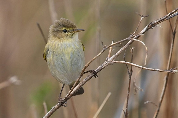 Chiffchaff - Luke Stoppard.