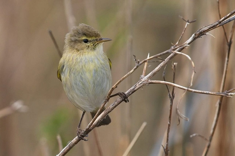 Chiffchaff - Luke Stoppard.