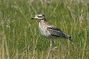 Stone Curlew - Luke Stoppard.