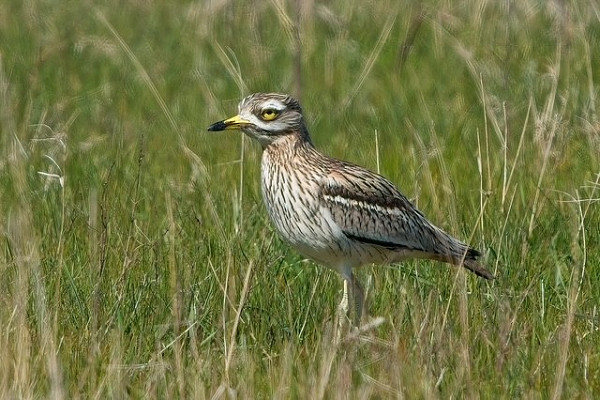 Stone Curlew - Luke Stoppard.