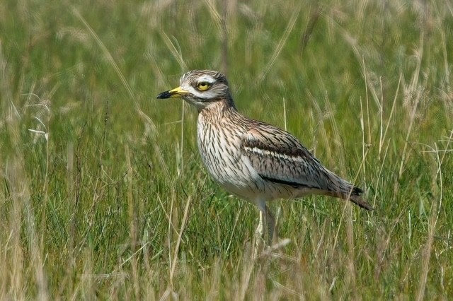 Stone Curlew - Luke Stoppard.