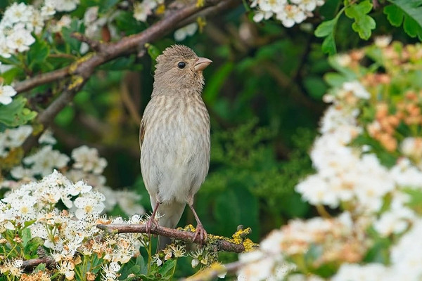 Rosefinch - Luke Stoppard.