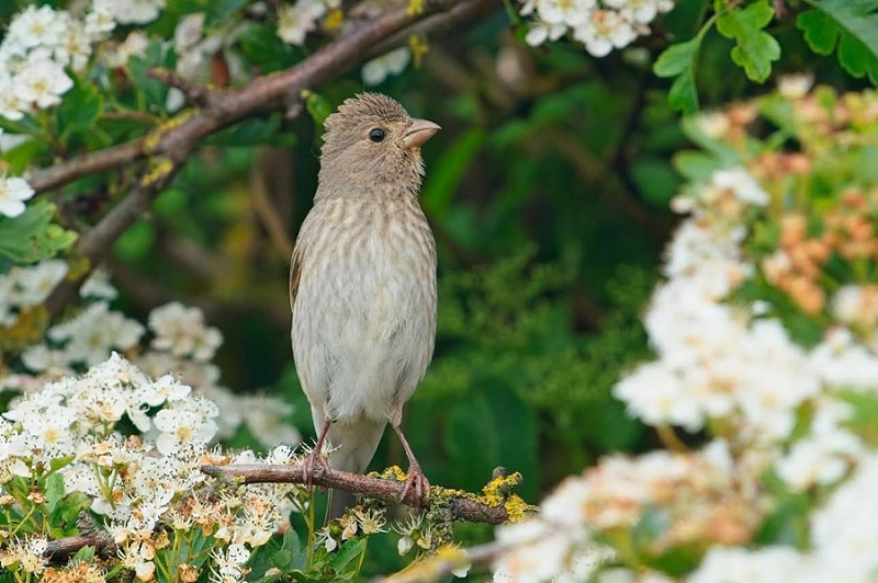 Rosefinch - Luke Stoppard.