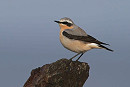 Wheatear - Luke Stoppard.
