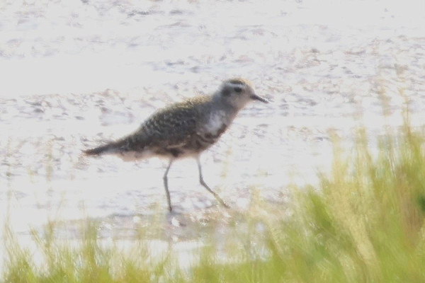 American Golden Plover - Tate Lloyd.  Seen the previous day briefly on Kilnsea wetlands but not clinched to ID.