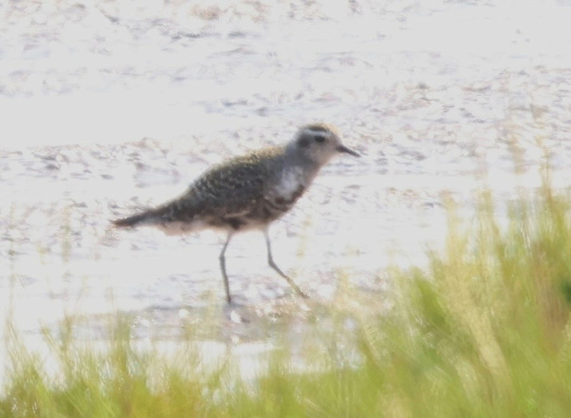 American Golden Plover - Tate Lloyd.  Seen the previous day briefly on Kilnsea wetlands but not clinched to ID.