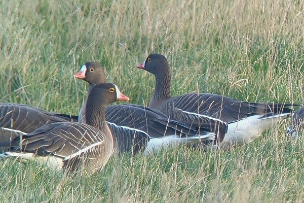 Lesser White-fronted Geese - Jon Potts.