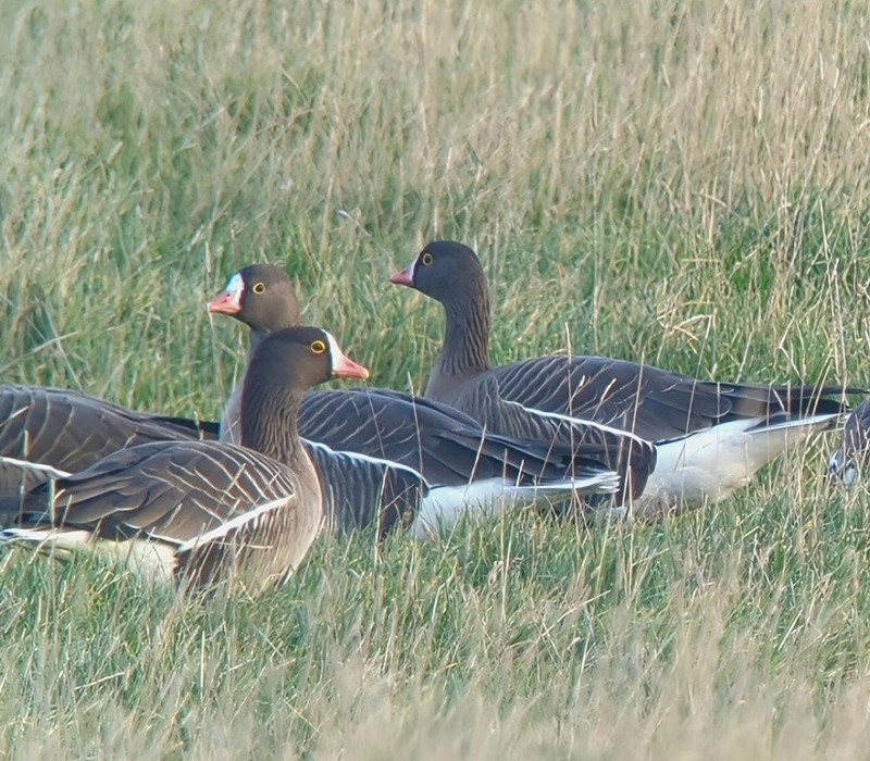 Lesser White-fronted Geese - Jon Potts.