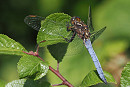Keeled Skimmer - Harry Appleyard.