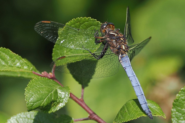 Keeled Skimmer - Harry Appleyard.