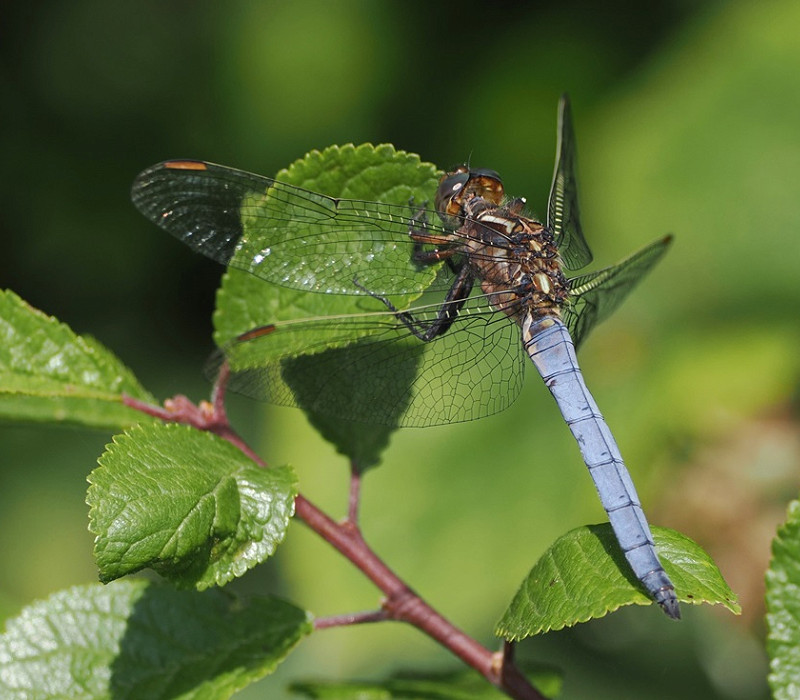 Keeled Skimmer - Harry Appleyard.