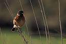 Stonechat - Harry Appleyard.