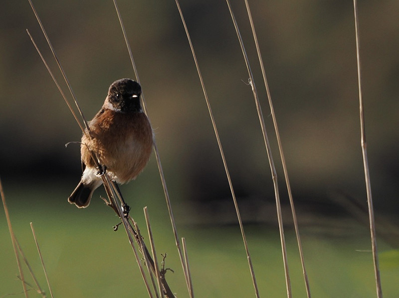 Stonechat - Harry Appleyard.