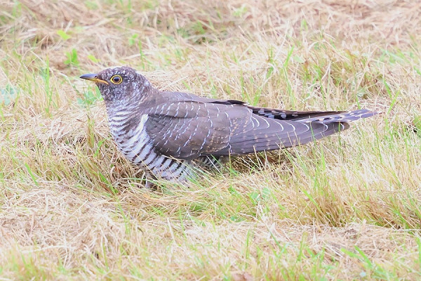 Cuckoo - Mark Askew.