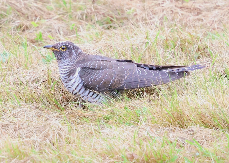 Cuckoo - Mark Askew.