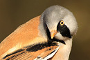 Bearded Tit - Mark Pearson.