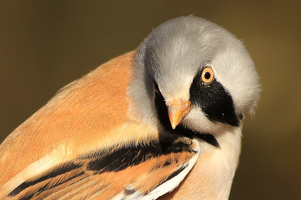 Bearded Tit - Mark Pearson.