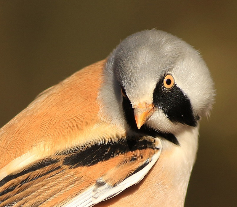 Bearded Tit - Mark Pearson.